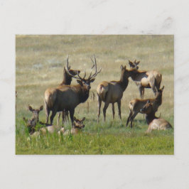 Postal E36 Alce toro y vacas