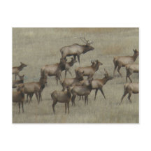 E37 Alce toro con vacas