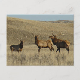 Postal E38 Toro Alce Toros Jóvenes