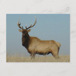 Postal E43 Bull Elk Sky Lined