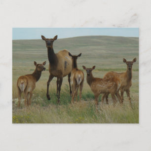 Postal E44 Alce hembra y crías