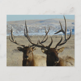 Postal E45 Cabezas de toro