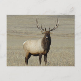 Postal E46 Bull Elk Big Bull
