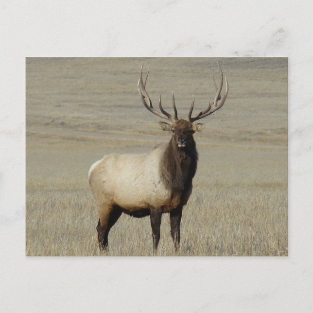 Postal E46 Bull Elk Big Bull (Anverso)