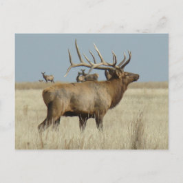 Postal E4 Toro Elk