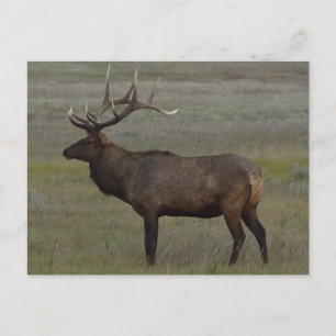 Postal E52 Bull Elk Big Bull