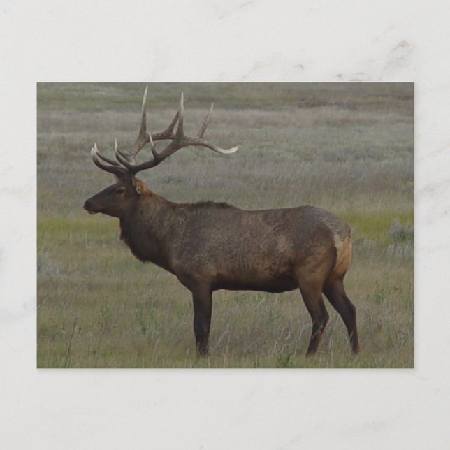 Postal E52 Bull Elk Big Bull (Anverso)