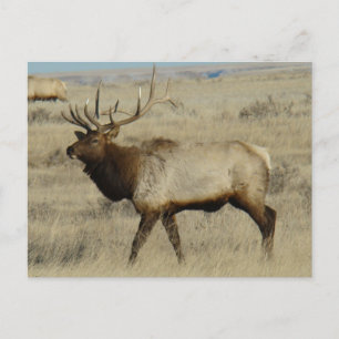 Postal E55 Alce Toro Gran Toro