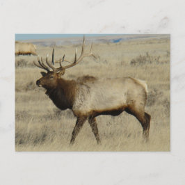 Postal E55 Bull Elk Big Bull