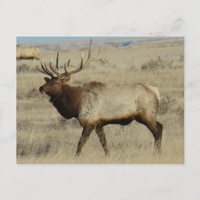 Postal E55 Bull Elk Big Bull (Anverso)