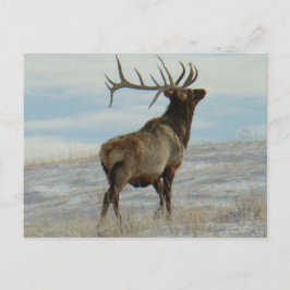 Postal E58 Bull Elk Lucky 13 Bull