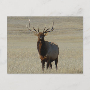 Postal E59 Alce Toro Gran Toro