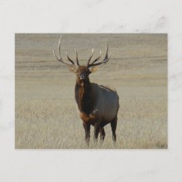 Postal E59 Bull Elk Big Bull