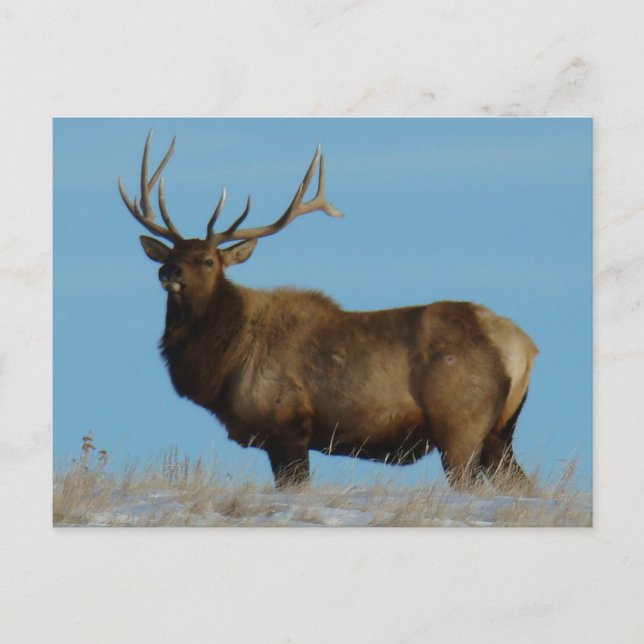 Postal E62 Bull Elk Sky Lined (Anverso)
