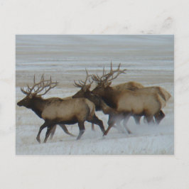 Postal E64 Toro Elk