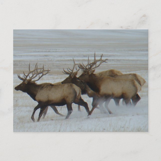 Postal E64 Toro Elk (Anverso)