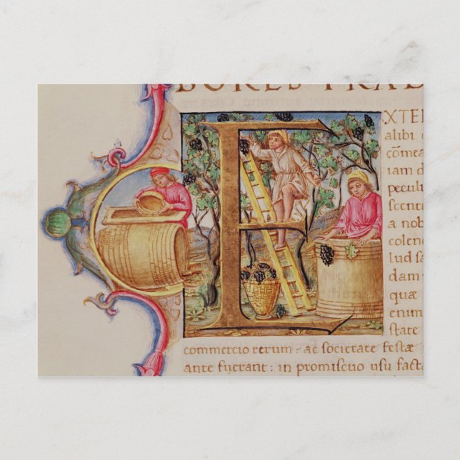 Postal 'E' inicial historiada que representa la recogida  (Anverso)