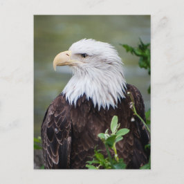 Postal Eagle calvo