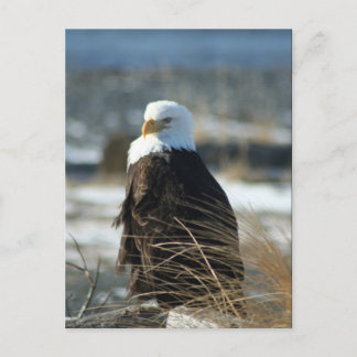 Postal Eagle calvo