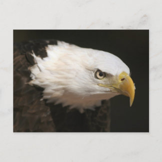 Postal Eagle calvo
