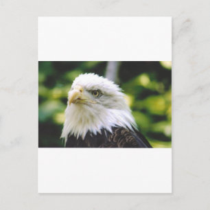 Postal Eagle Eye