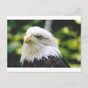 Postal Eagle Eye