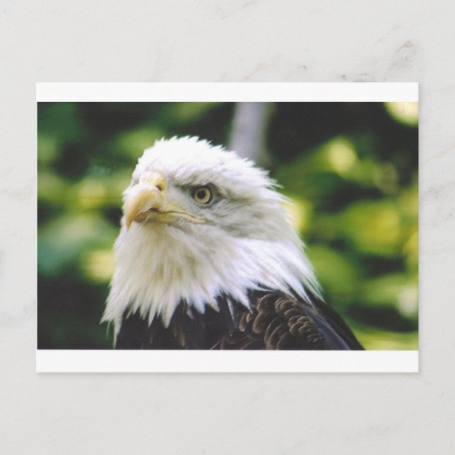 Postal Eagle Eye (Anverso)