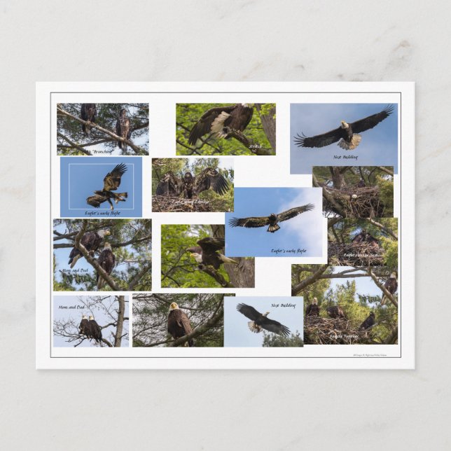 Postal Eagle Family Life (Anverso)