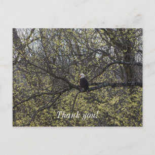 Postal Eagle Lookout Painterly