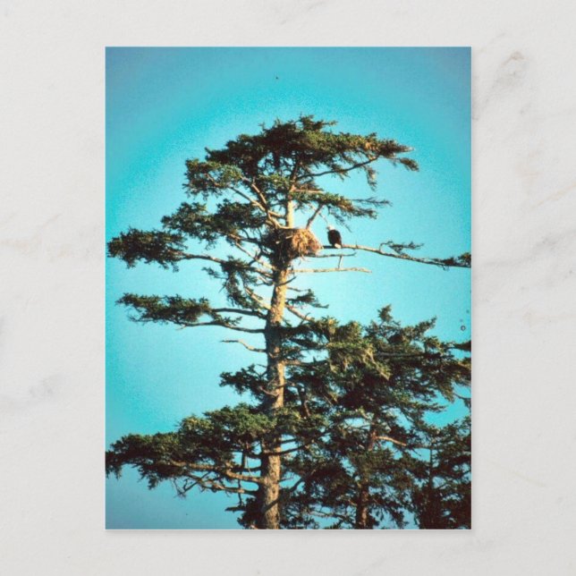 Postal Eagle Nest (Anverso)