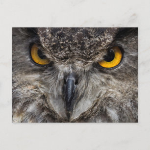 Postal Eagle Owl