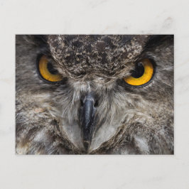 Postal Eagle Owl