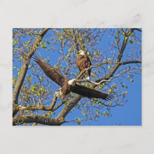 Postal Eagle Pair