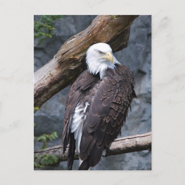 Postal Eagle Perch (Anverso)