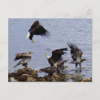 Postal Eagles calvo en la playa, isla de Unalaska