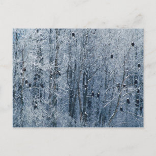 Postal Eagles calvo (leucocephalus del Haliaeetus) en