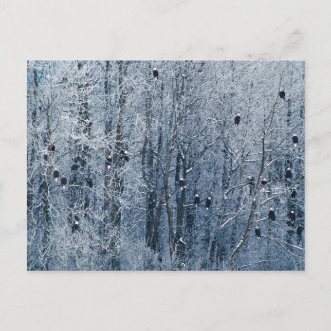 Postal Eagles calvo (leucocephalus del Haliaeetus) en (Anverso)