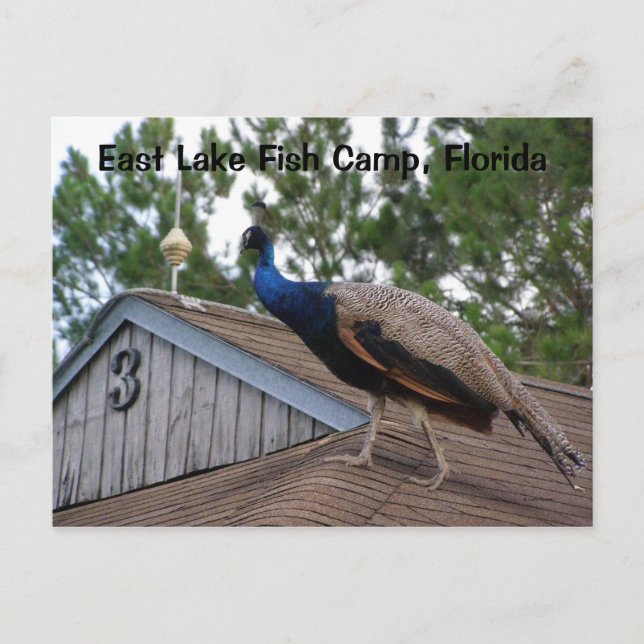 Postal East Lake Fish Camp Florida (Anverso)