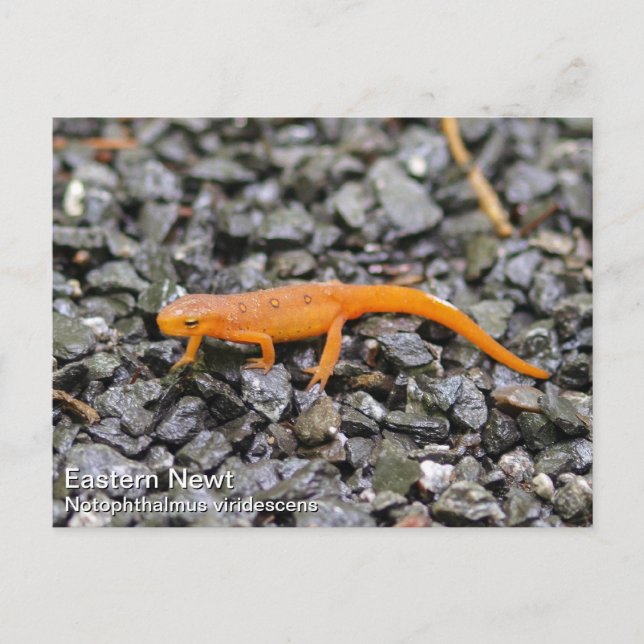 Postal East Newt (Anverso)