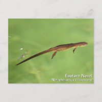 East Newt