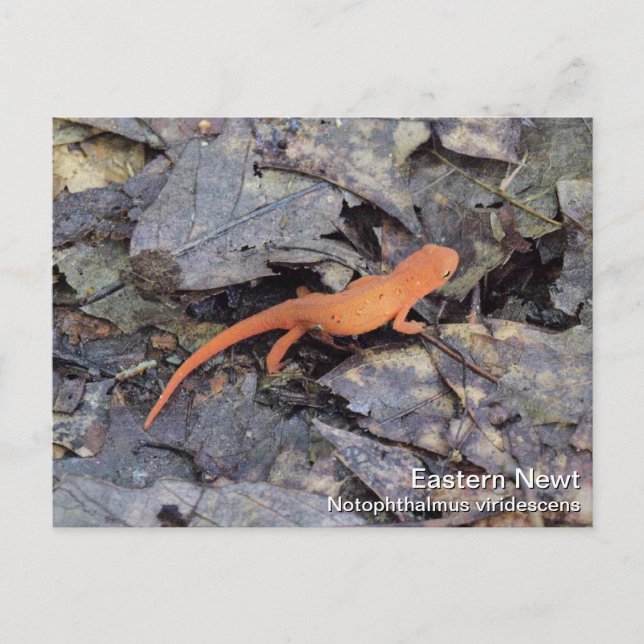 Postal East Newt (Anverso)