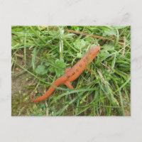 postal Easter Newt Eft