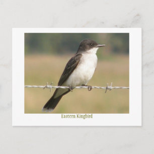 Postal Eastern Kingbird