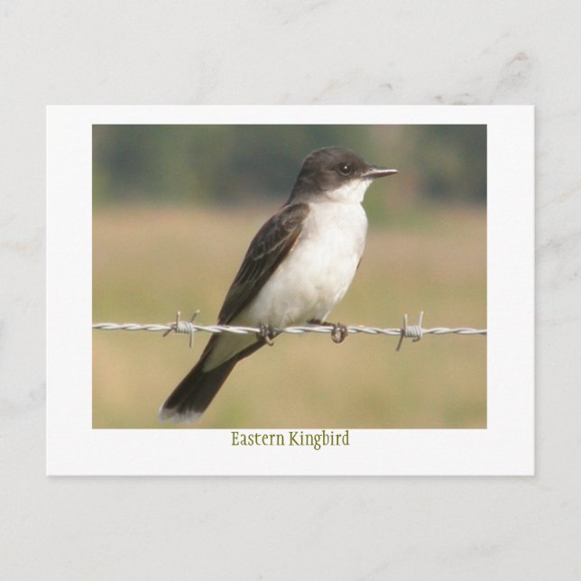 Postal Eastern Kingbird (Anverso)