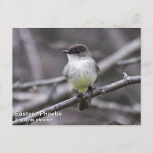 Postal Eastern Phoebe