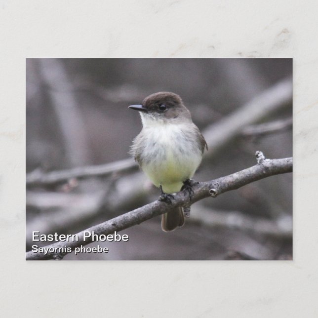 Postal Eastern Phoebe (Anverso)