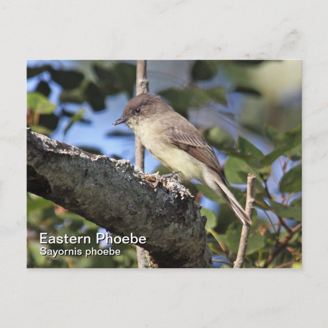 Postal Eastern Phoebe Postcard (Anverso)