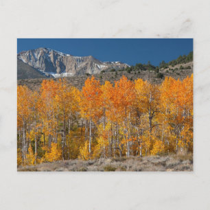 Postal Eastern Sierra Fall Colors
