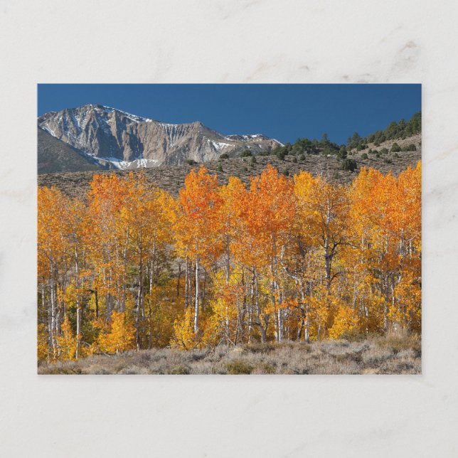 Postal Eastern Sierra Fall Colors (Anverso)