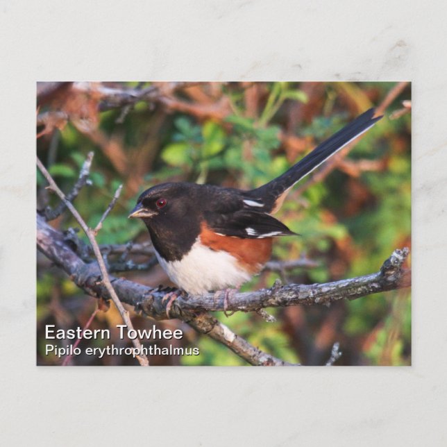 Postal Eastern Towhee (Anverso)
